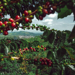COLOMBIE HUILA SUPREMO