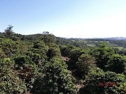 BRESIL Mogiana