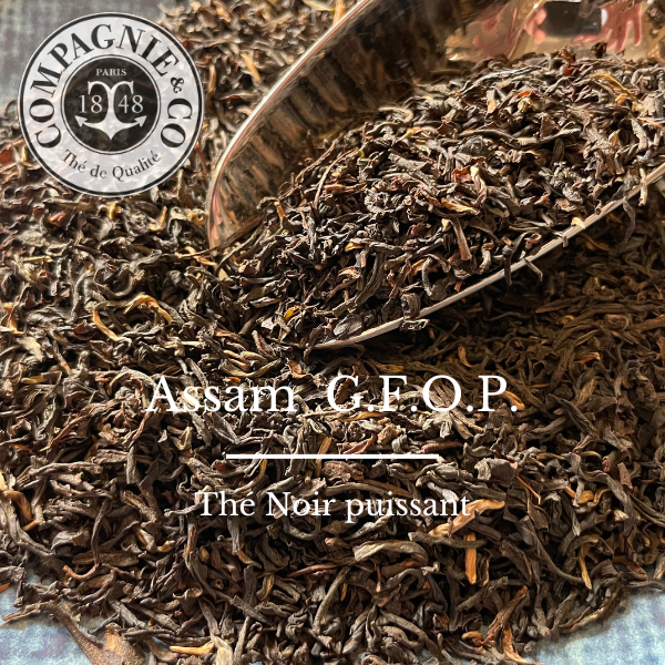 52 Assam GFOP